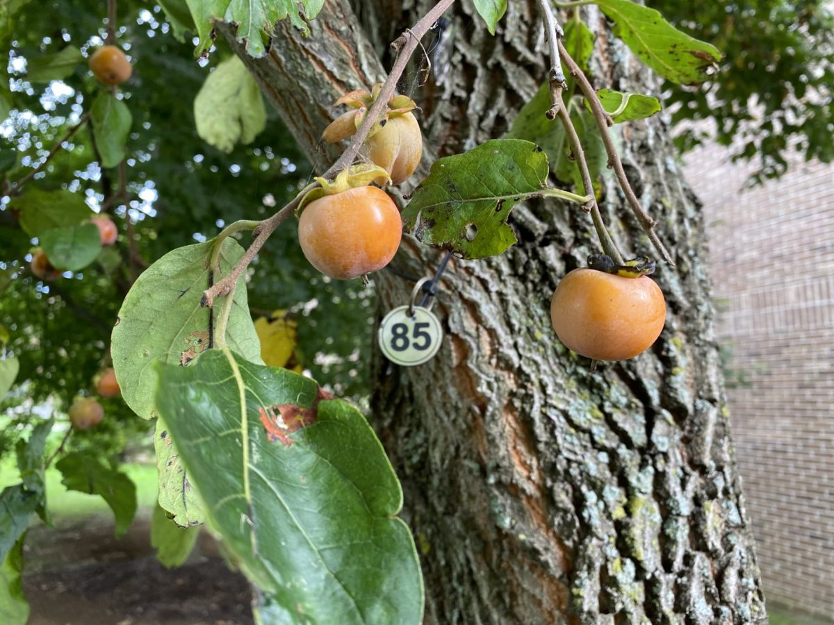 Persimmon tree from tree trail number 85 (Information from Kevin Bradbury, dendrology instructor)
