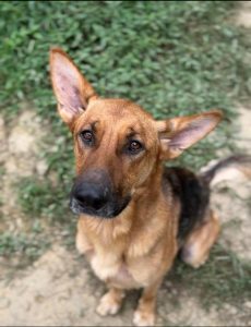 Fargo, a shy German shepherd available for adoption at Sierra’s Haven