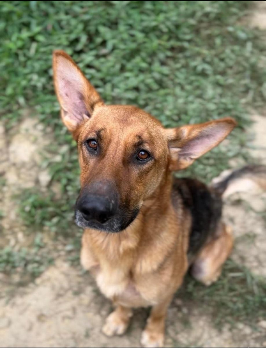 Fargo, a shy German shepherd available for adoption at Sierra’s Haven